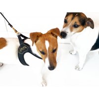 Obojky, vodítka a postroje